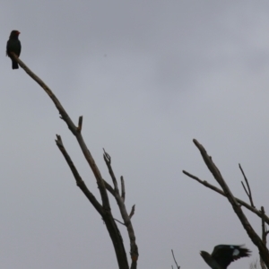 Eurystomus orientalis at Pine Island to Point Hut - 21 Feb 2024