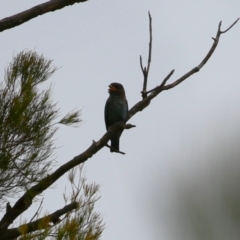 Eurystomus orientalis at Pine Island to Point Hut - 21 Feb 2024