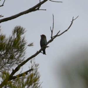 Eurystomus orientalis at Pine Island to Point Hut - 21 Feb 2024