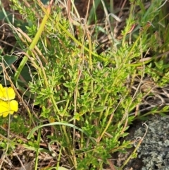 Gonocarpus tetragynus (Common Raspwort) at The Pinnacle - 20 Feb 2024 by sangio7