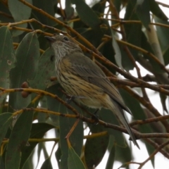 Pachycephala rufiventris (Rufous Whistler) at Pine Island to Point Hut - 21 Feb 2024 by RodDeb