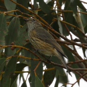 Pachycephala rufiventris at Pine Island to Point Hut - 21 Feb 2024