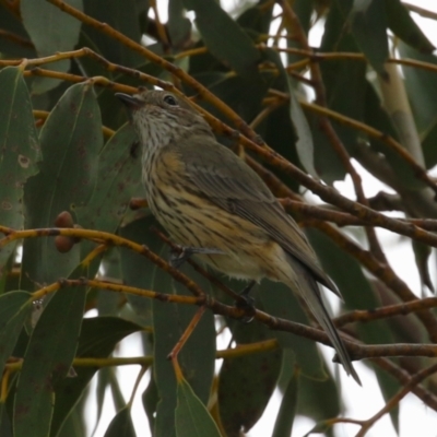 Pachycephala rufiventris (Rufous Whistler) at Greenway, ACT - 21 Feb 2024 by RodDeb