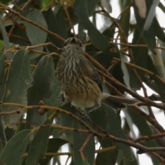 Pachycephala rufiventris at Pine Island to Point Hut - 21 Feb 2024