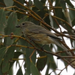 Pachycephala rufiventris at Pine Island to Point Hut - 21 Feb 2024