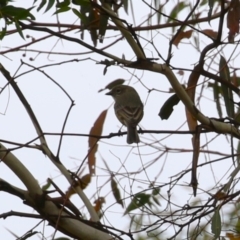 Pachycephala rufiventris at Pine Island to Point Hut - 21 Feb 2024