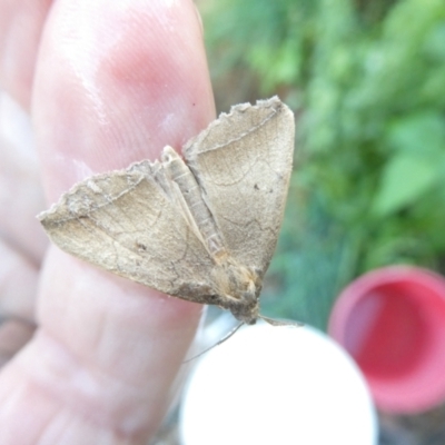 Simplicia armatalis (Crescent Moth) at Belconnen, ACT - 9 Feb 2024 by JohnGiacon