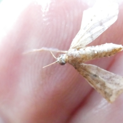 Unidentified Pyralid or Snout Moth (Pyralidae & Crambidae) at Emu Creek Belconnen (ECB) - 9 Feb 2024 by JohnGiacon