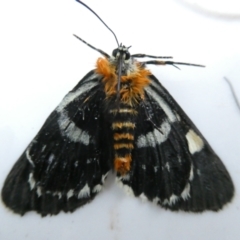 Phalaenoides glycinae (Grapevine Moth) at Emu Creek Belconnen (ECB) - 10 Feb 2024 by JohnGiacon