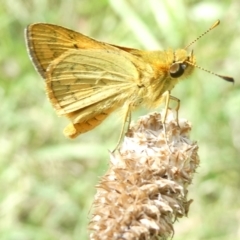 Ocybadistes walkeri (Green Grass-dart) at Belconnen, ACT - 12 Feb 2024 by JohnGiacon