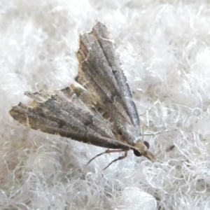 Diplopseustis perieresalis at Emu Creek - 13 Feb 2024