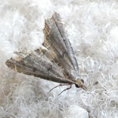 Diplopseustis perieresalis (Eastern Black Tabby) at Flea Bog Flat to Emu Creek Corridor - 12 Feb 2024 by JohnGiacon