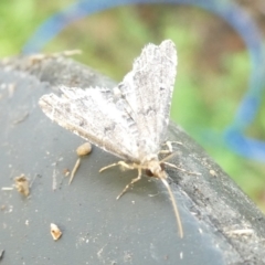 Diplopseustis perieresalis at Emu Creek - 13 Feb 2024