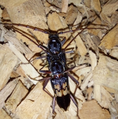 Phoracantha semipunctata (Common Eucalypt Longicorn) at Albury - 21 Feb 2024 by RobCook