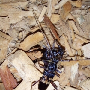 Phoracantha semipunctata at Albury - 21 Feb 2024 08:49 PM