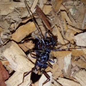 Phoracantha semipunctata at Albury - 21 Feb 2024