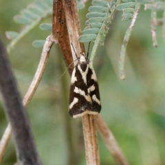 Epithymema incomposita (Chezela group) at Tallaganda National Park - 20 Feb 2024 by DPRees125