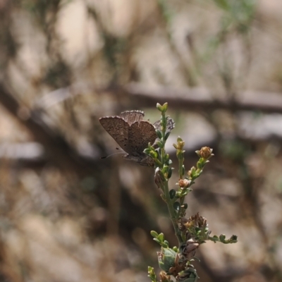 Paralucia spinifera (Bathurst or Purple Copper Butterfly) at Anembo, NSW - 13 Sep 2023 by RAllen