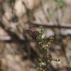 Paralucia spinifera (Bathurst or Purple Copper Butterfly) at Anembo, NSW - 13 Sep 2023 by RAllen