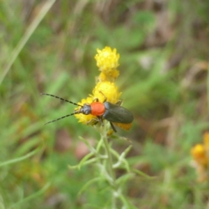 Chauliognathus tricolor at Isaacs Ridge and Nearby - 21 Feb 2024