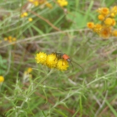 Chauliognathus tricolor at Isaacs Ridge and Nearby - 21 Feb 2024