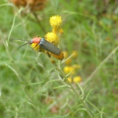 Chauliognathus tricolor at Isaacs Ridge and Nearby - 21 Feb 2024