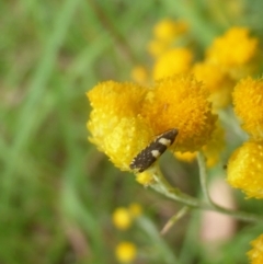 Glyphipterix (genus) at Isaacs Ridge and Nearby - 21 Feb 2024