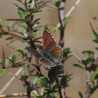 Paralucia crosbyi (Violet Copper Butterfly) at Anembo, NSW - 13 Sep 2023 by RAllen