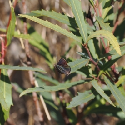 Paralucia crosbyi (Violet Copper Butterfly) at Anembo, NSW - 13 Sep 2023 by RAllen