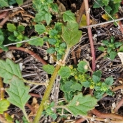 Dysphania pumilio (Small Crumbweed) at The Pinnacle - 19 Feb 2024 by sangio7