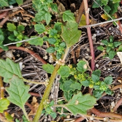 Dysphania pumilio (Small Crumbweed) at The Pinnacle - 20 Feb 2024 by sangio7