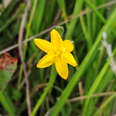 Hypoxis hygrometrica var. villosisepala (Golden Weather-grass) at The Pinnacle - 20 Feb 2024 by sangio7