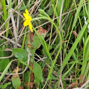 Hypoxis hygrometrica var. villosisepala at The Pinnacle - 20 Feb 2024