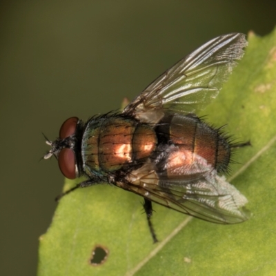 Lucilia cuprina (Australian sheep blowfly) at Melba, ACT - 18 Feb 2024 by kasiaaus