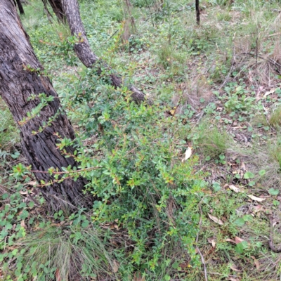 Pyracantha sp. (Firethorn) at Mount Majura - 21 Feb 2024 by abread111