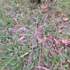 Crataegus monogyna at Mount Majura - 21 Feb 2024