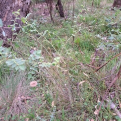 Rosa sp. (A Wild Rose) at Mount Majura - 21 Feb 2024 by abread111