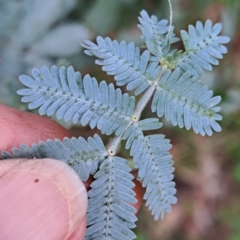 Acacia baileyana (Cootamundra Wattle, Golden Mimosa) at Mount Majura - 21 Feb 2024 by abread111