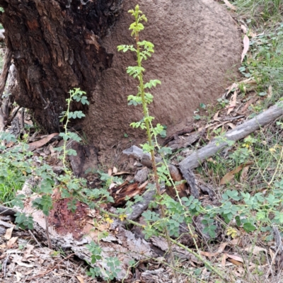 Rosa sp. (A Wild Rose) at Mount Majura - 21 Feb 2024 by abread111