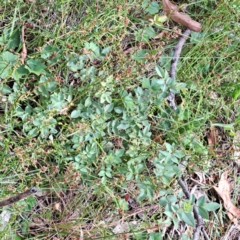 Rosa sp. at Mount Majura - 21 Feb 2024