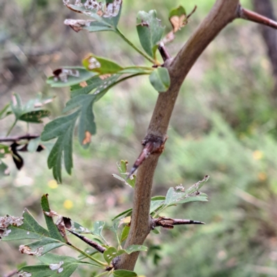 Crataegus monogyna (Hawthorn) at Mount Majura - 21 Feb 2024 by abread111