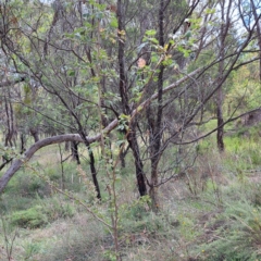 Crataegus monogyna at Mount Majura - 21 Feb 2024 03:28 PM