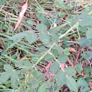 Rosa sp. at Mount Majura - 21 Feb 2024