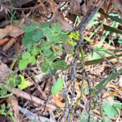 Rosa sp. (A Wild Rose) at Mount Majura - 21 Feb 2024 by abread111