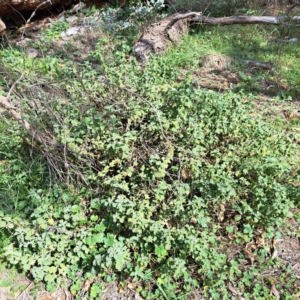 Marrubium vulgare at Mount Majura - 21 Feb 2024