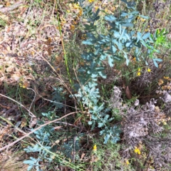 Acacia baileyana (Cootamundra Wattle, Golden Mimosa) at Mount Majura - 21 Feb 2024 by abread111