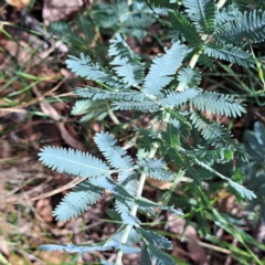 Acacia baileyana at Mount Majura - 21 Feb 2024 04:13 PM