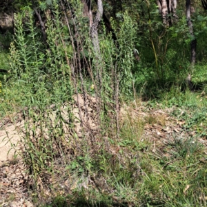 Erigeron sp. at Mount Majura - 21 Feb 2024