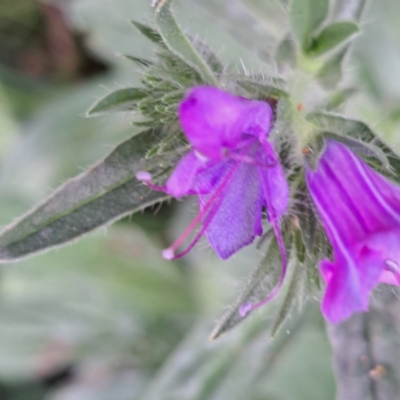 Echium plantagineum (Paterson's Curse) at Watson, ACT - 21 Feb 2024 by abread111