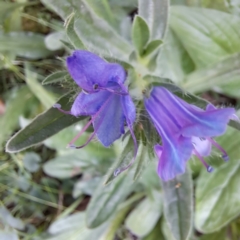 Echium plantagineum at Mount Majura - 21 Feb 2024 04:23 PM